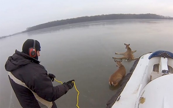 deer