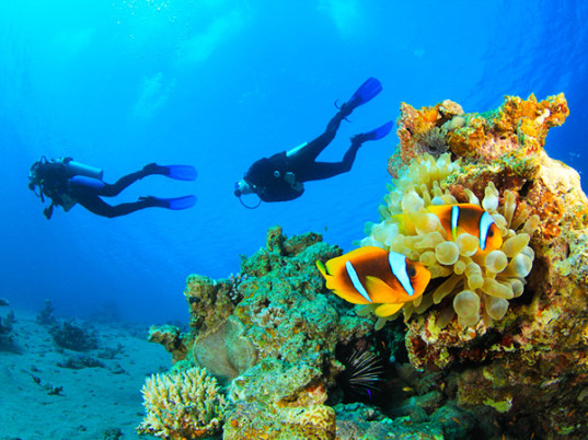 diver
