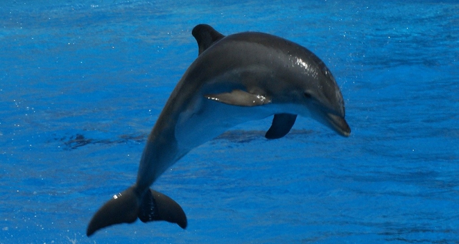 dolphin1