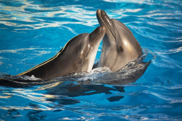dolphin