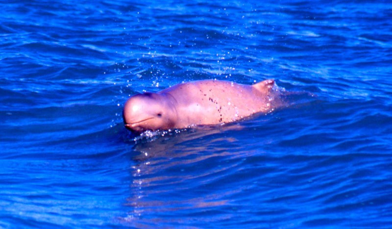 dolphin