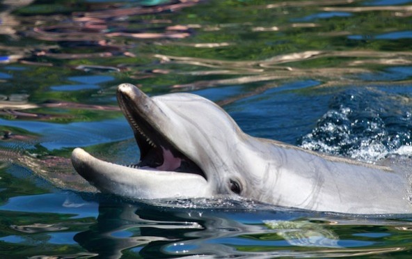 dolphins