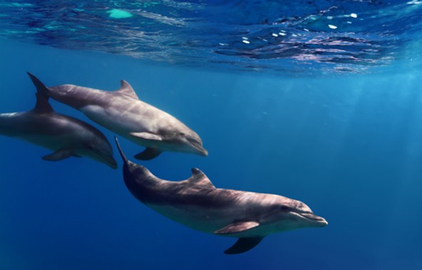 dolphins