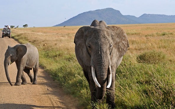 elephants