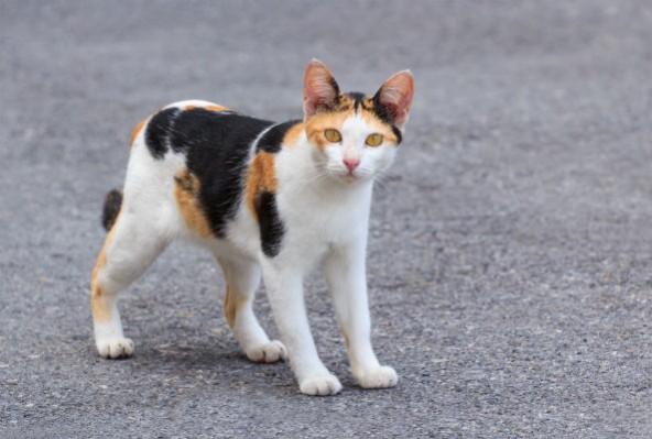 feral-cat-592x399