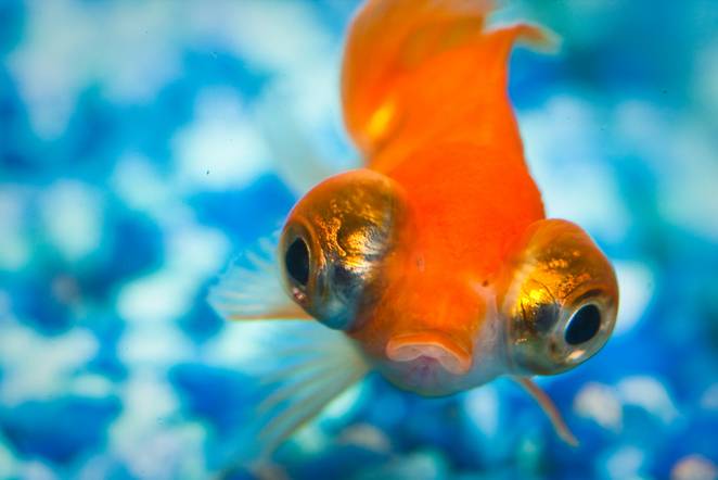 fish-recognize-faces.jpg.662x0_q70_crop-scale