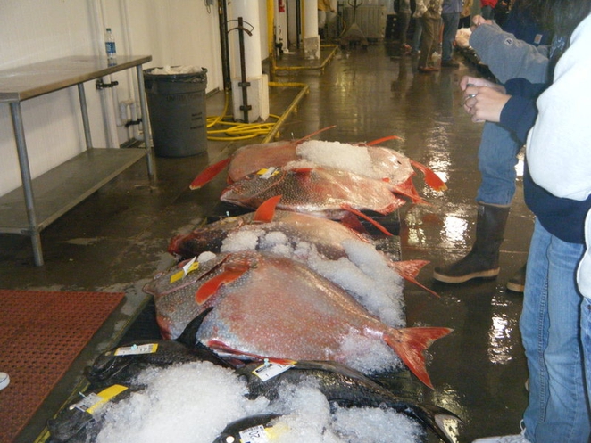 fish1