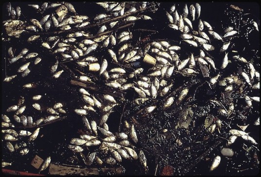 fish1