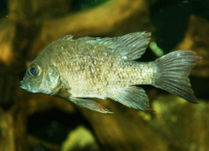 fish2