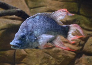 fish