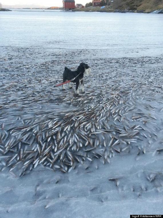fish