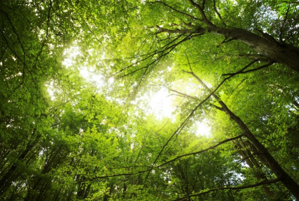 forest-