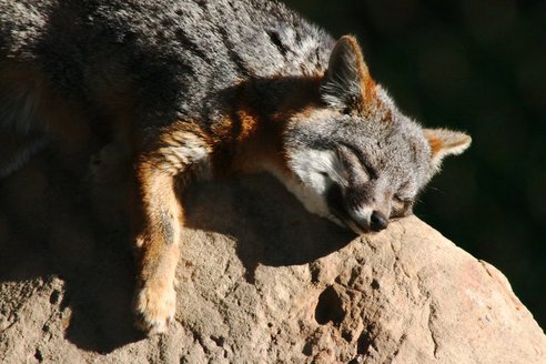 fox3