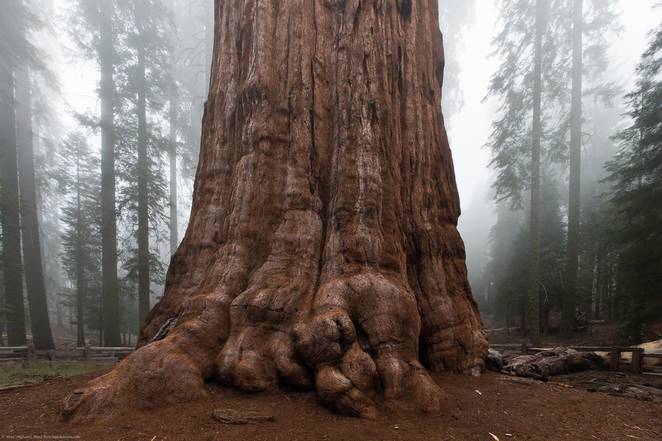 general-sherman-tree.jpg.662x0_q70_crop-scale