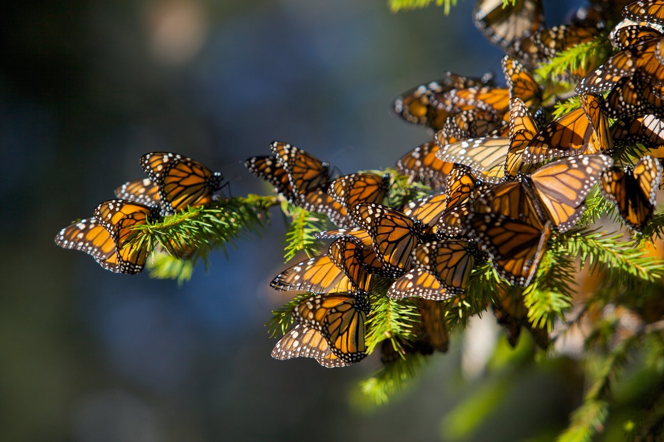 gettyimages-84590200_custom-1421a2dc0a1e33cb6ba950760a4801fbfeb18878-s1300-c85