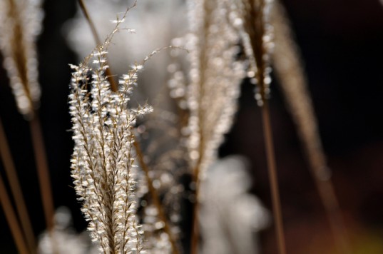 grass2