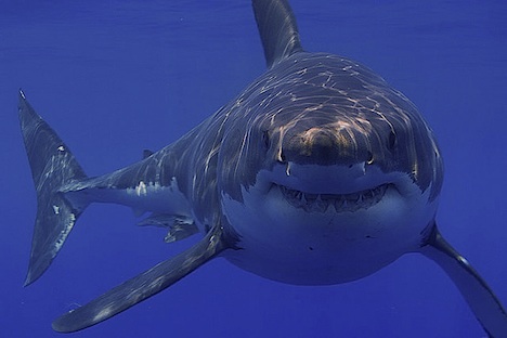 great-white-shark-smiling