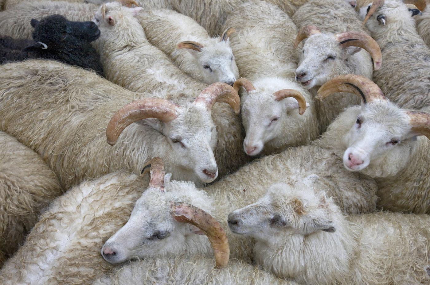 greenland-sheep_custom-8ba67883f4f34135552daeafa1e49dea103854d6-s1400-c85