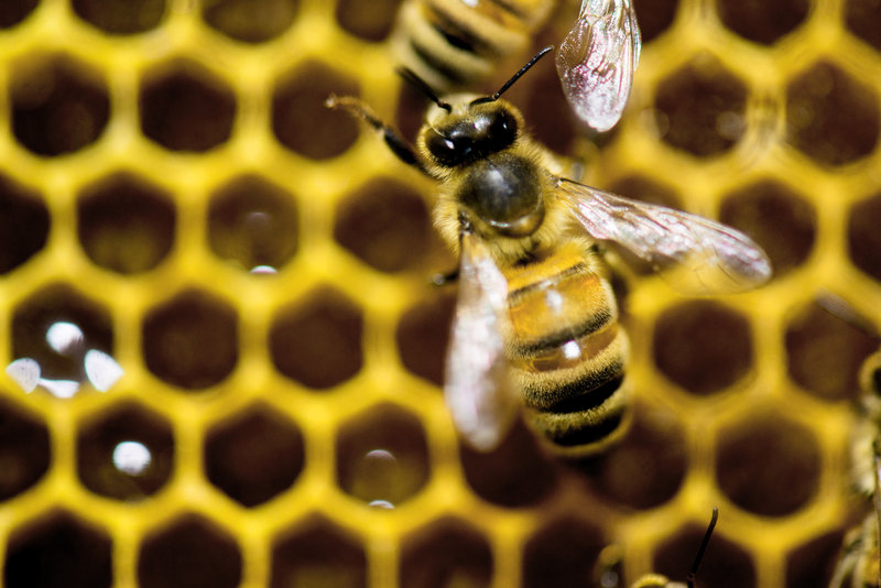 honeybee_custom