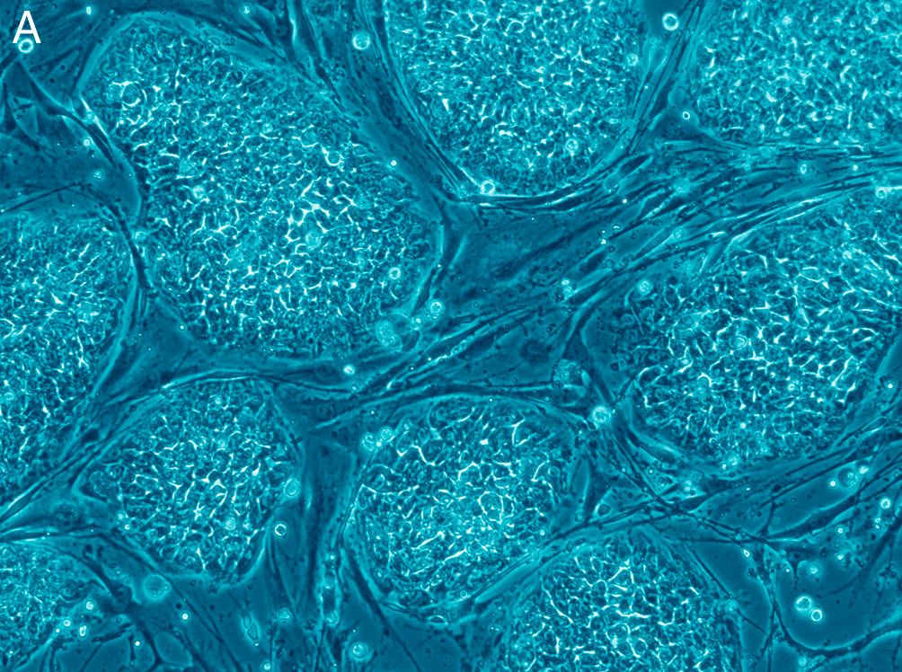 human-stem-cells