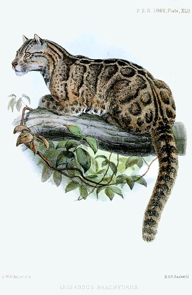 leopard