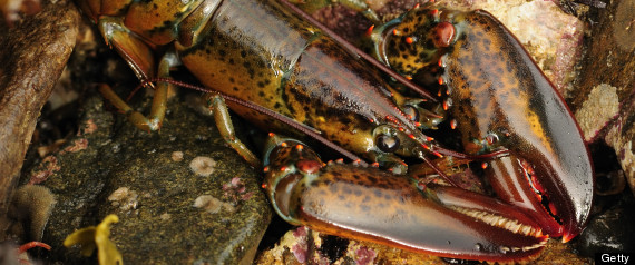 lobster