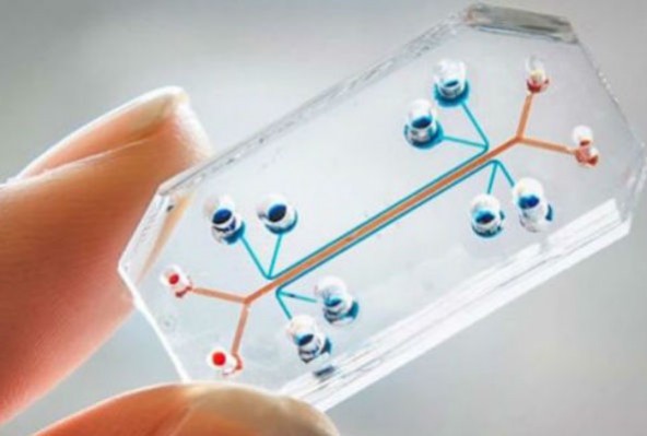 lung-chip-592x399