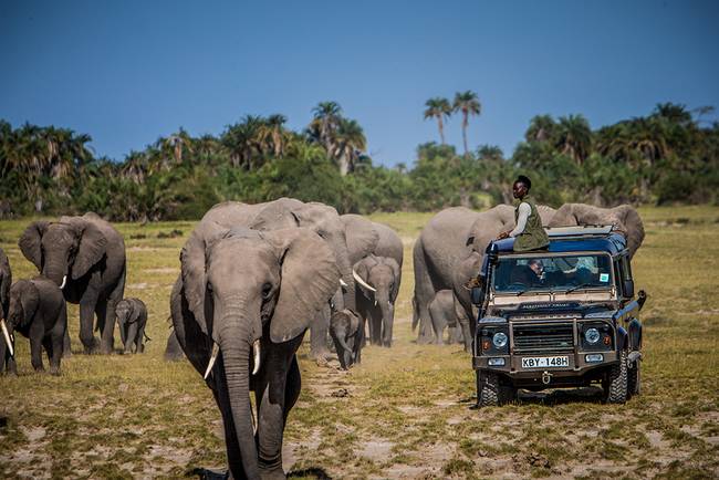lupita-nyongo-elephants.jpg.650x0_q70_crop-smart