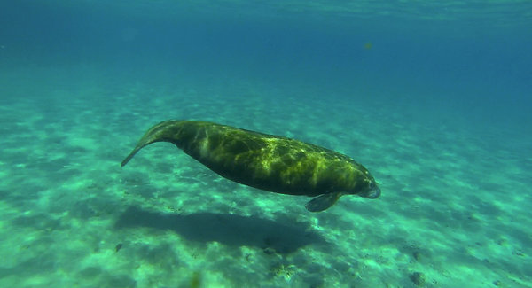 manatee