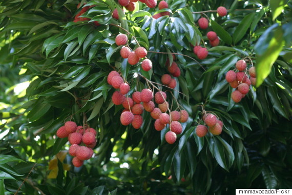 o-LYCHEE-TREE-570