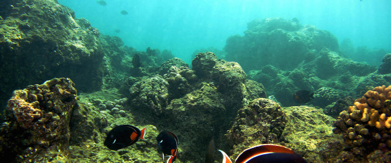 Coral Reefs