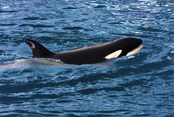 orca