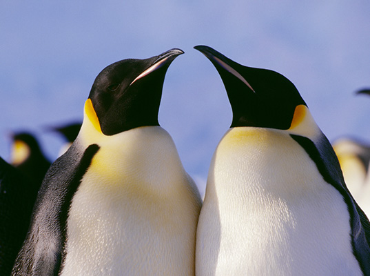 penguin