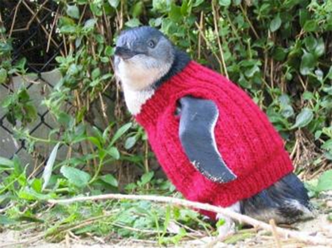 penguin