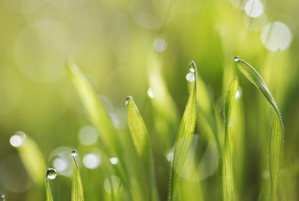 plants-592x399