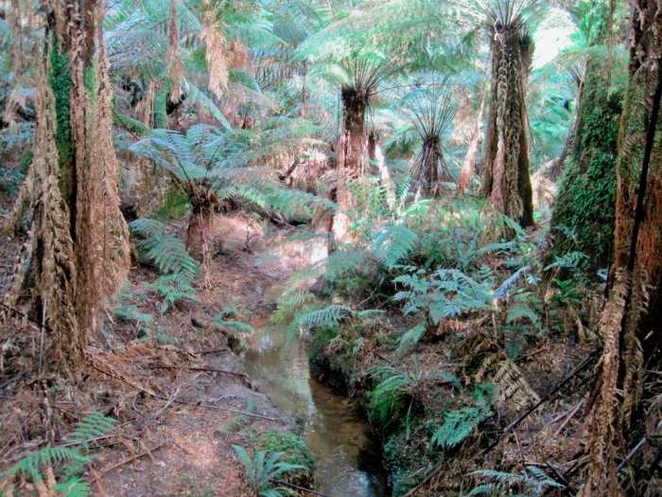 rainforest1