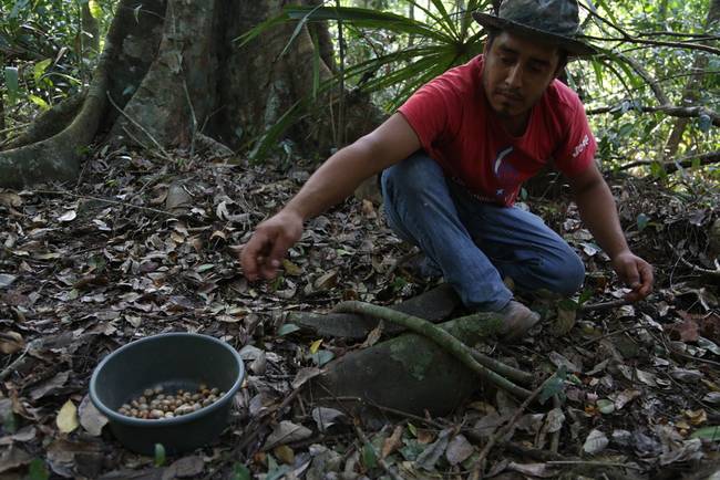 ramon-nut-collector.jpg.650x0_q70_crop-smart