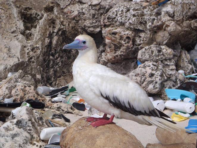 red-footed-booby-plastic.jpg.662x0_q70_crop-scale