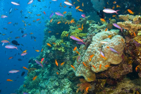 reef