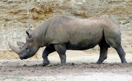 rhino1