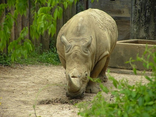 rhino2