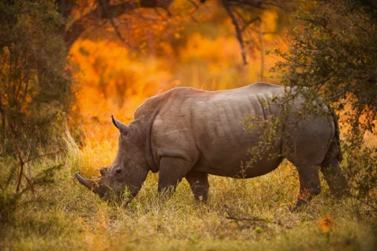 rhino