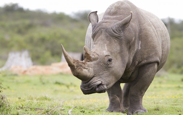 rhino