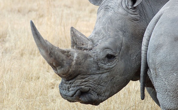 rhinos