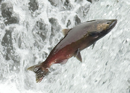salmon1