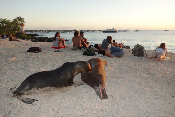 seal