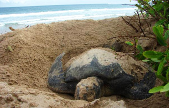 seaturtle
