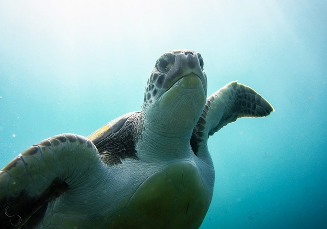 seaturtle