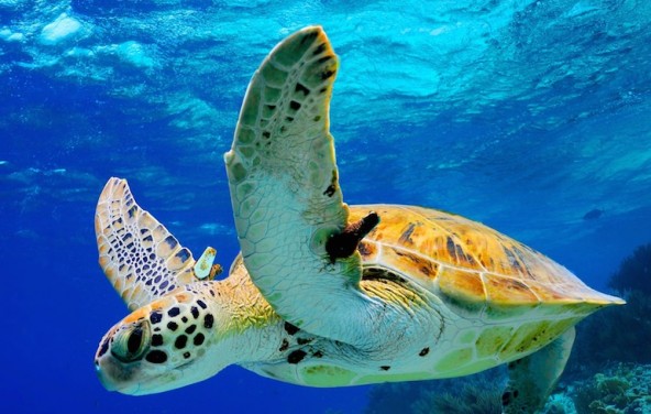 seaturtle