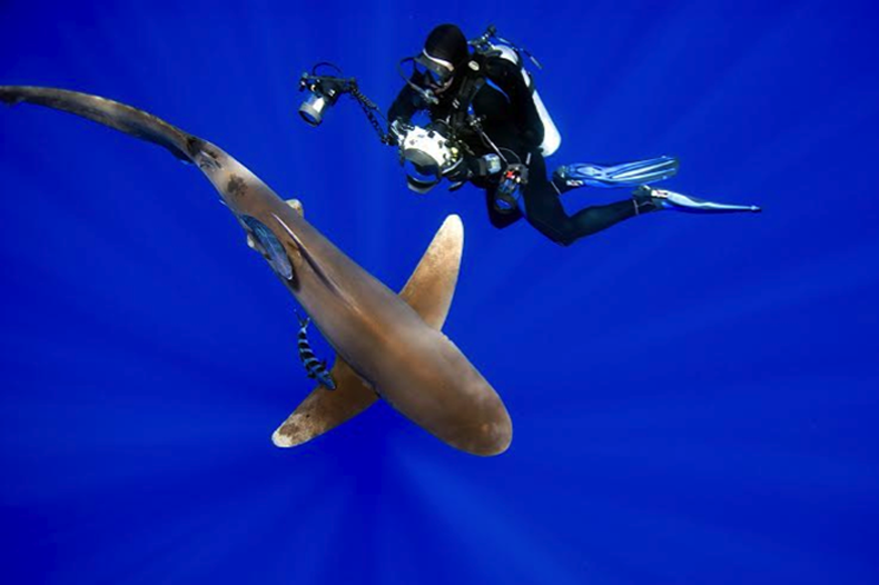 shark